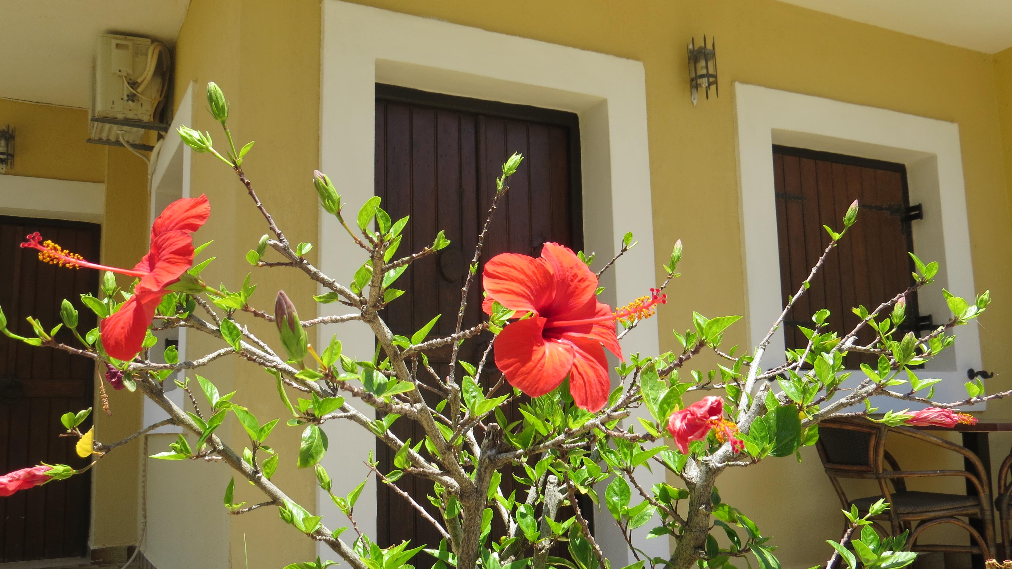 Villa Medusa Hersonissos  Eksteriør billede